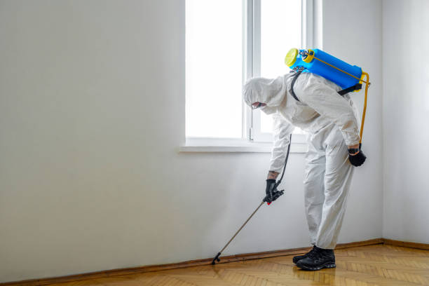 Best Termite Control Services  in Holloman Af, NM