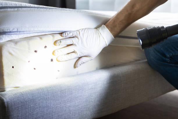 Best Flea Control Services  in Holloman Af, NM