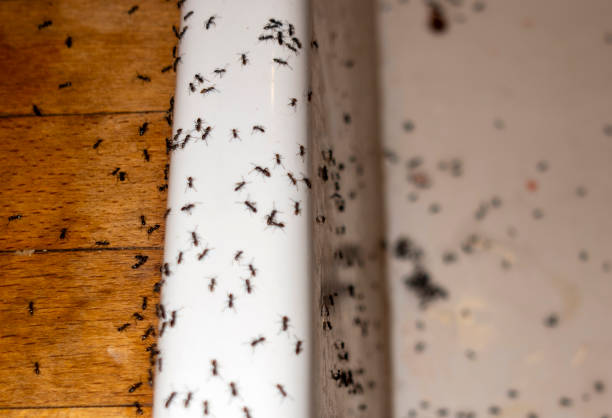 Best Pest Prevention Services  in Holloman Af, NM